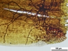 Campylopus richardii