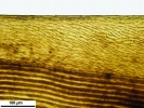 Campylopus richardii