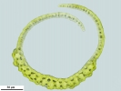 Campylopus richardii