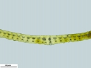 Campylopus richardii