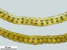 Campylopus richardii