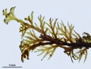 Riccardia fucoidea