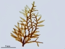 Riccardia fucoidea