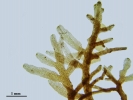 Riccardia fucoidea