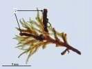 Riccardia fucoidea