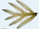 Riccardia fucoidea