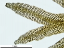 Riccardia fucoidea