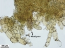 Riccardia fucoidea