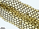 Riccardia fucoidea