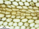 Riccardia fucoidea