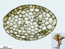 Riccardia fucoidea
