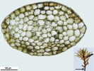 Riccardia fucoidea