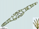 Riccardia fucoidea
