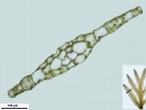 Riccardia fucoidea