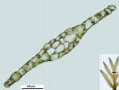 Riccardia fucoidea