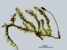 Platyhypnum molle