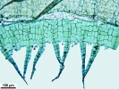 Platyhypnum molle