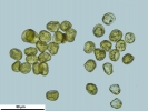 Platyhypnum molle