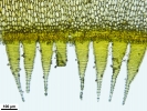 Platyhypnum molle