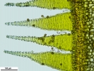 Platyhypnum molle