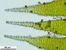 Platyhypnum molle