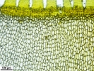 Platyhypnum molle