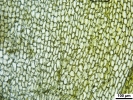 Platyhypnum molle