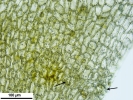 Platyhypnum molle