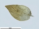Platyhypnum molle