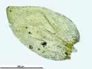 Platyhypnum molle