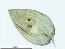 Platyhypnum molle