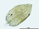 Platyhypnum molle