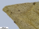 Platyhypnum molle