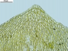Platyhypnum molle