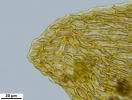 Platyhypnum molle