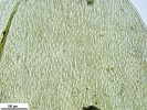 Platyhypnum molle