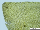 Platyhypnum molle