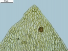 Platyhypnum molle