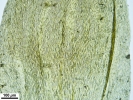 Platyhypnum molle