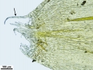 Platyhypnum molle