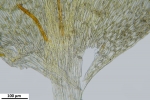 Platyhypnum molle
