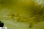 Platyhypnum molle