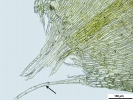 Platyhypnum molle