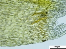 Platyhypnum molle