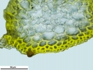 Platyhypnum molle