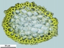 Platyhypnum molle