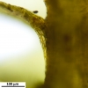 Platyhypnum molle