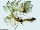 Isotachis erythrorhiza