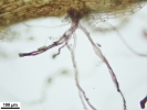 Isotachis erythrorhiza