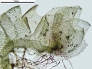 Isotachis erythrorhiza